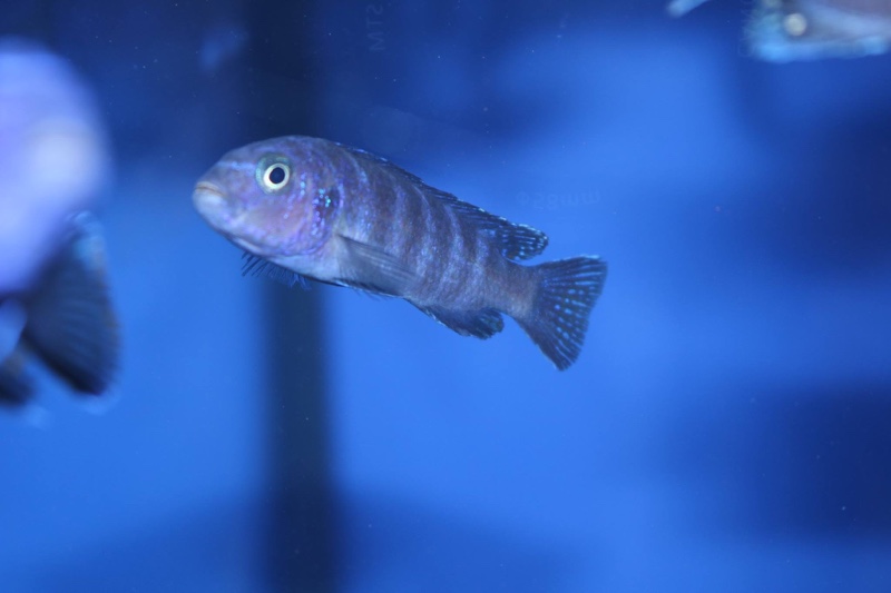 Maylandia sp. 'elongatus chidunga' Chidunga Rocks